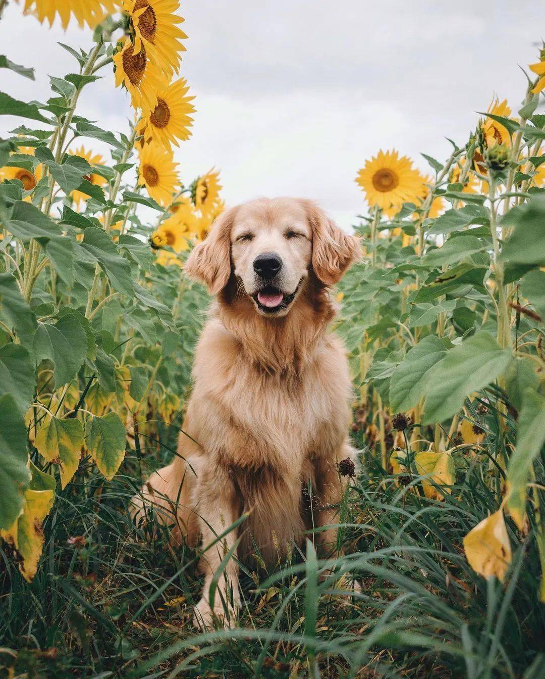 当金毛和鲜花同框每张都美得可以做壁纸