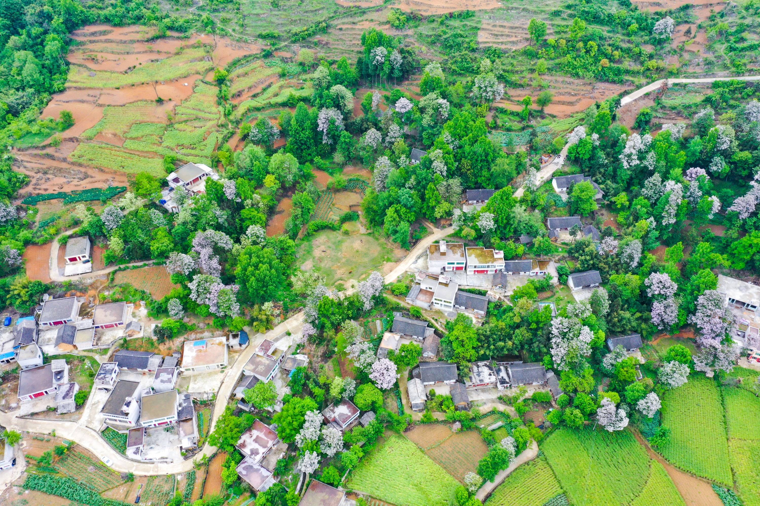 贵州黔西梧桐花开映山村