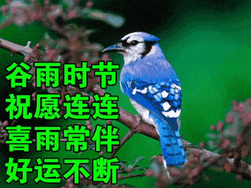 674月20日谷雨最漂亮早上好动态表情图片及早晨好动图美图大全史上