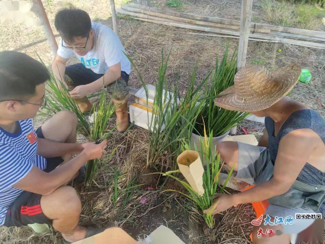 抽穗,江西農業大學作物遺傳育種專業的博士生王丙慶作為臨時帶頭人