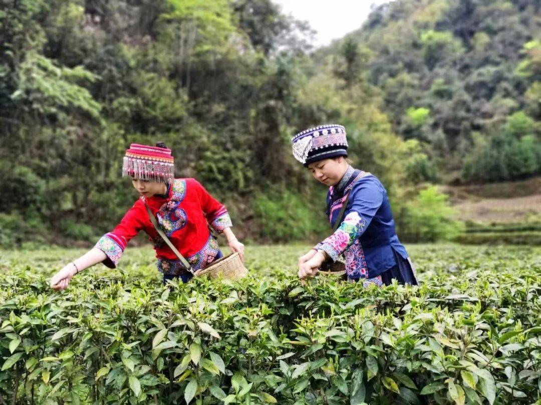 换个视角看中国粽叶之乡