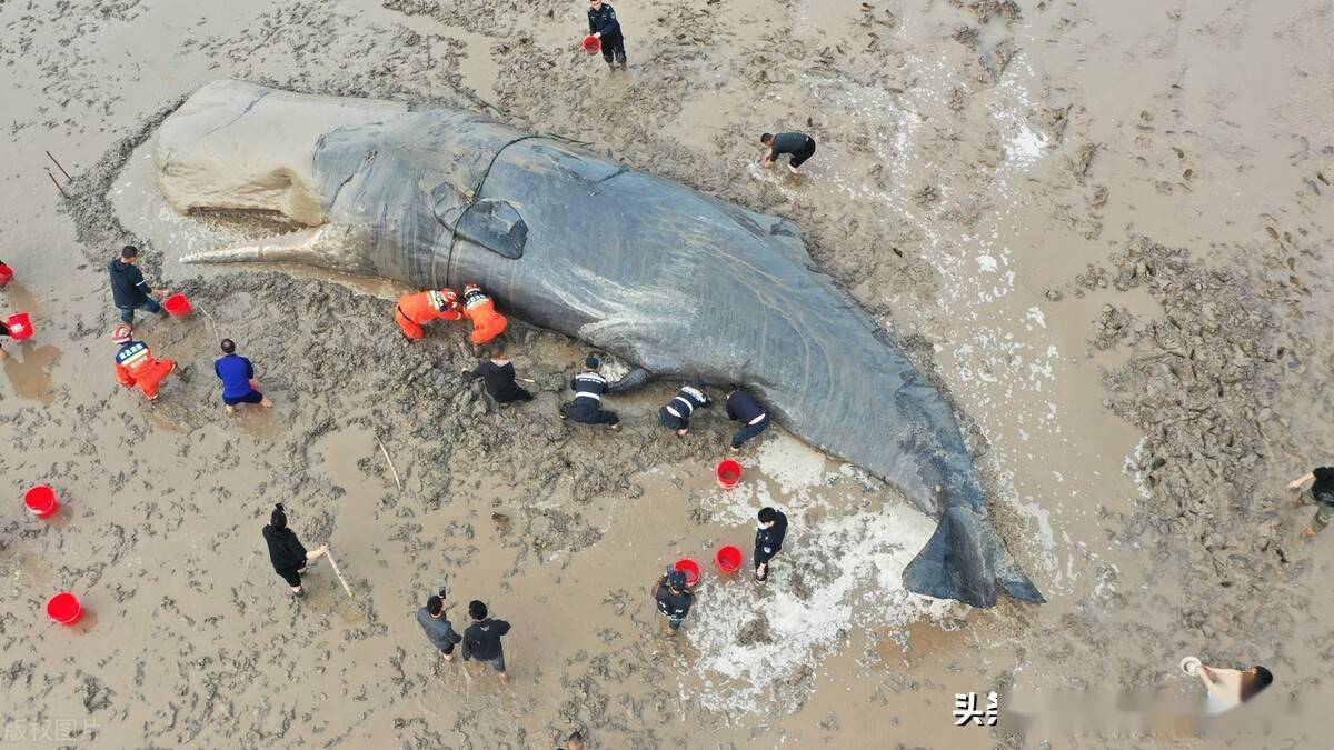 抹香鲸图片搁浅图片