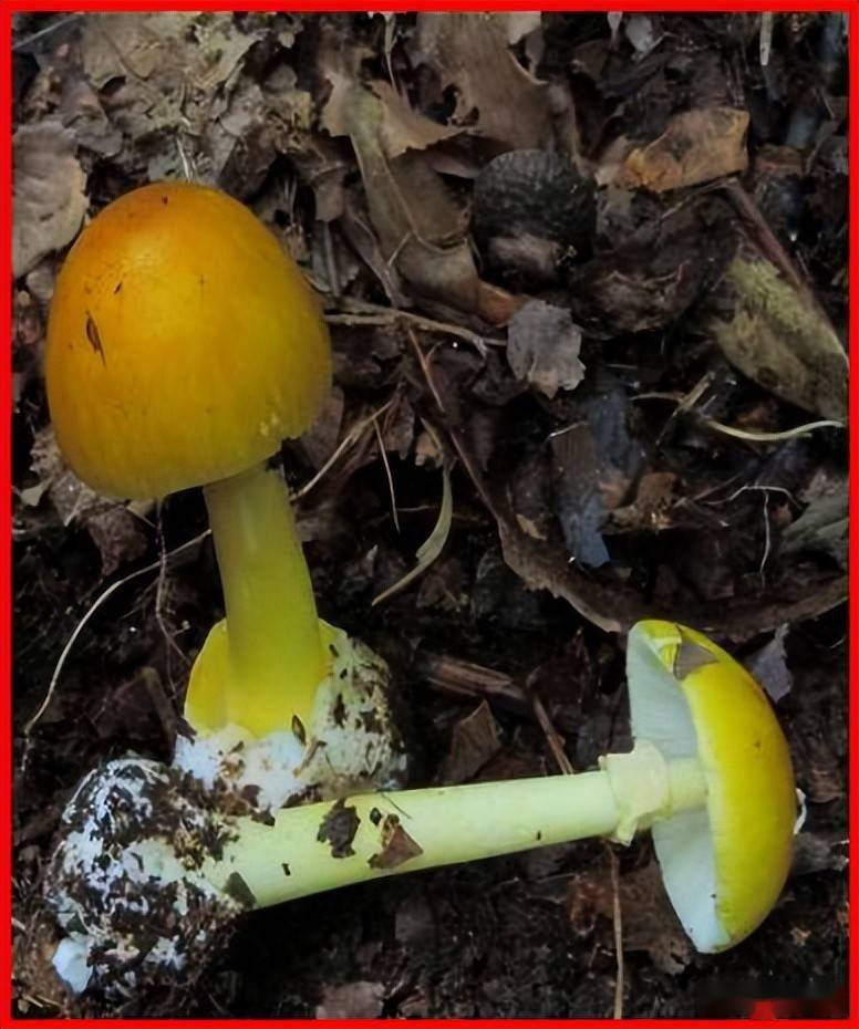 云南"头水鸡枞"抢先上市,7个"骨朵"共卖了1500元_食用_楚雄_文山