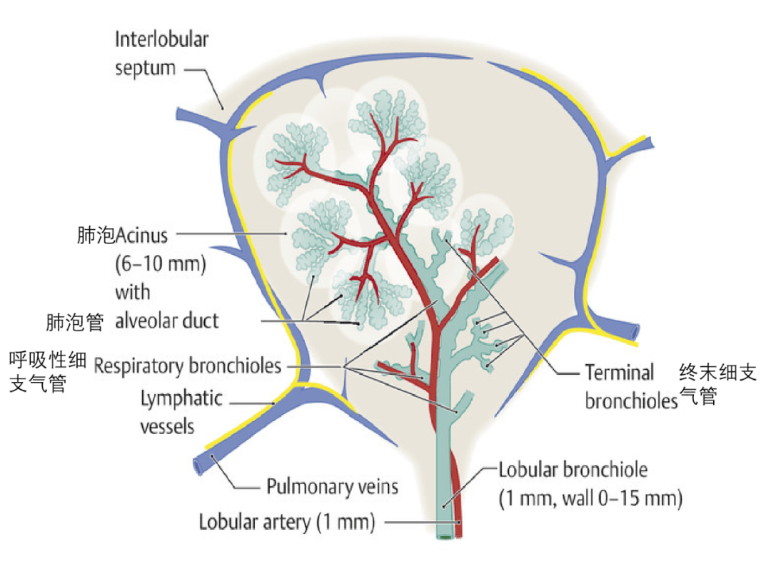 学习肺部ct一起来看看次级肺小叶有多少相关疾病与征象