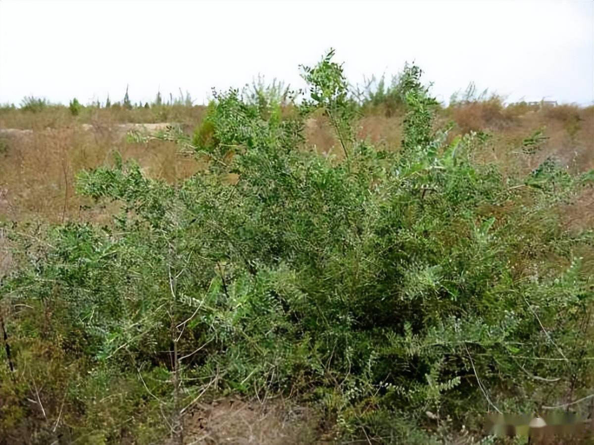 四翅滨藜跨区域引种育苗技术