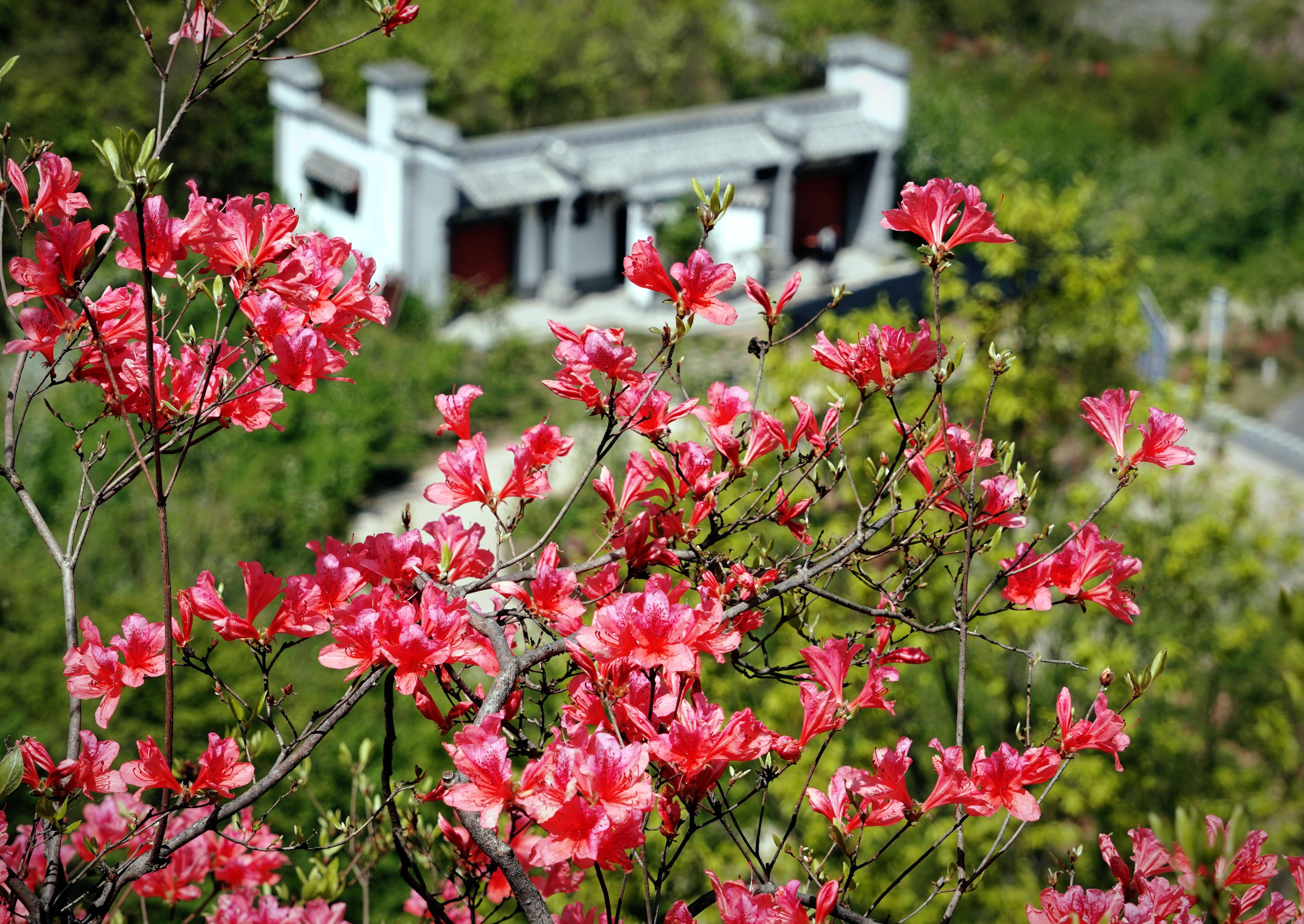 人间春正好杜鹃花枝俏