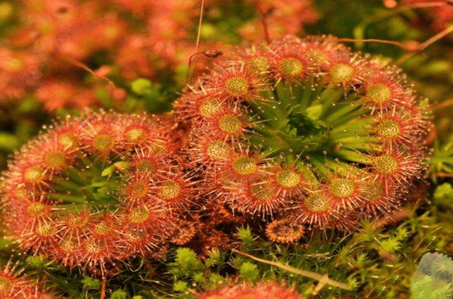 老外作死把手伸進食人花口中,鏡頭拍下全過程!_動物_植物_內容