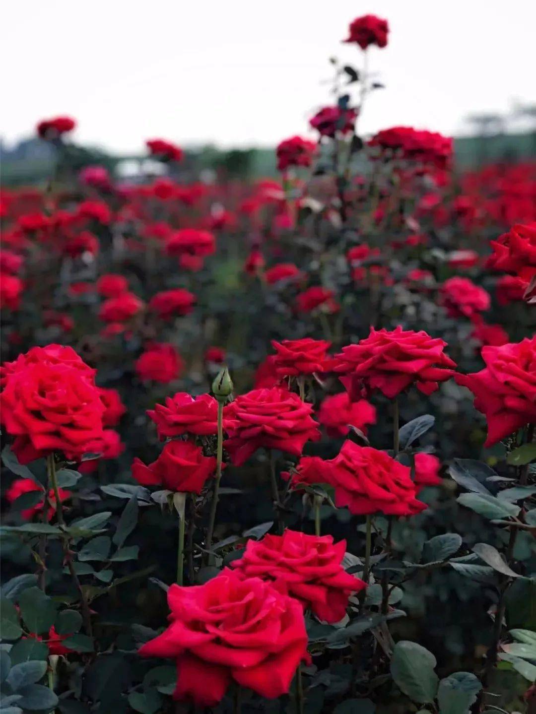 免门票来花果溪游万盆玫瑰花海赏胖萌多肉感受高空惊险