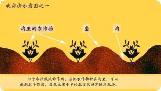 微专题间作垄作套种