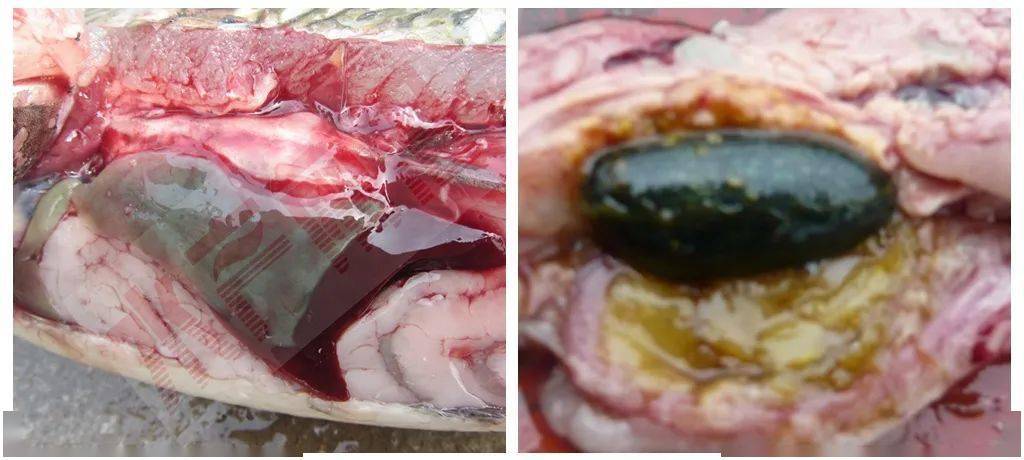 图69:示草鱼绿肝/图70:胆囊充盈-胆囊里的胆汁在鱼摄食后会排空进入