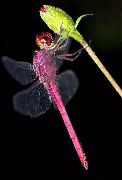 彩铅素材美丽的蜻蜓