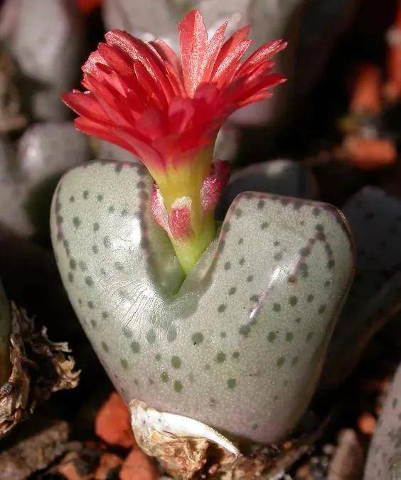 石生花欣赏