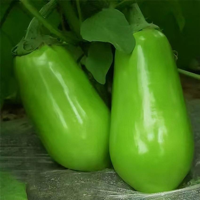 辽宁绿茄子火了这些茄子的做法你都吃过没