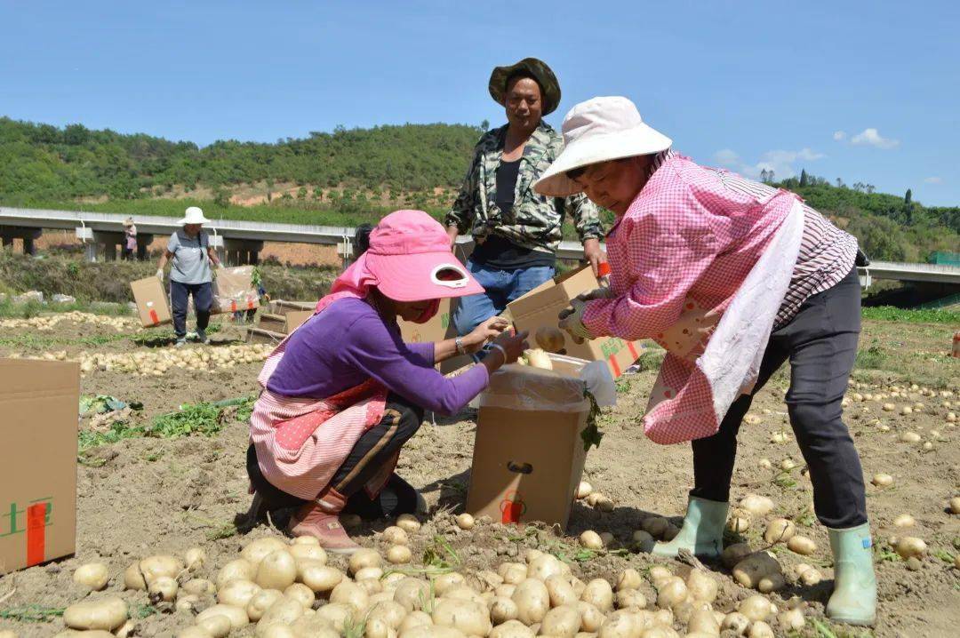 北古城镇北墩子村早洋芋迎来丰收季