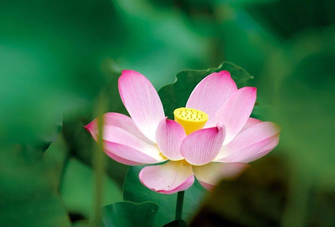 摄影科普十二拍照如何用好前景虚化