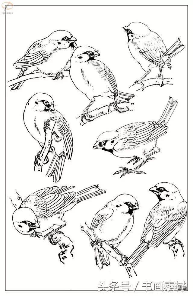 书画素材最经典白描禽鸟教程百鸟图谱天美教授孙其峰编欣赏