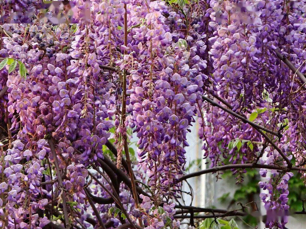 蜿蜒蛟龙垂璎珞紫藤花