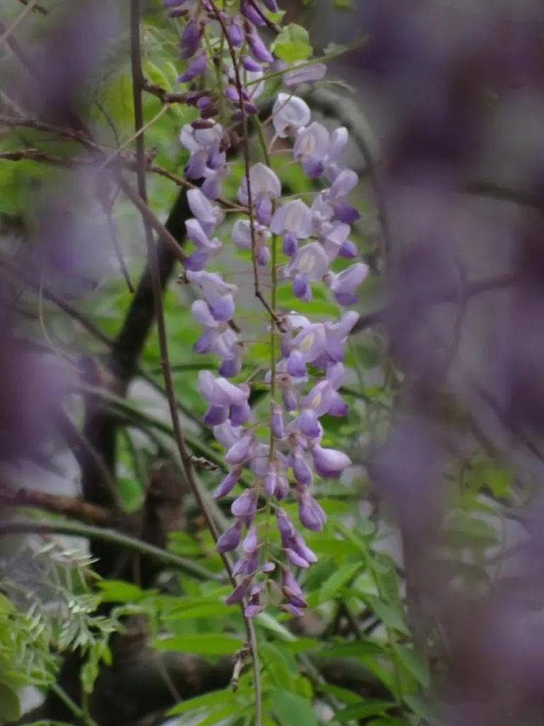 蜿蜒蛟龙垂璎珞紫藤花