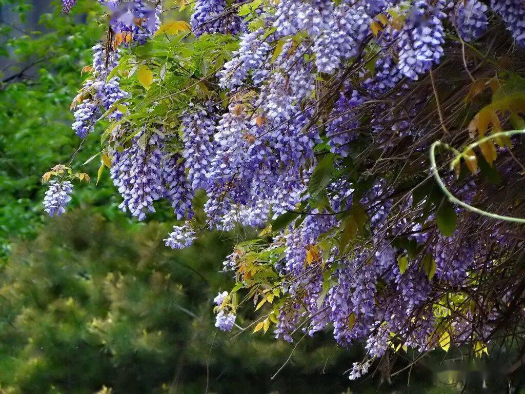 蜿蜒蛟龙垂璎珞紫藤花