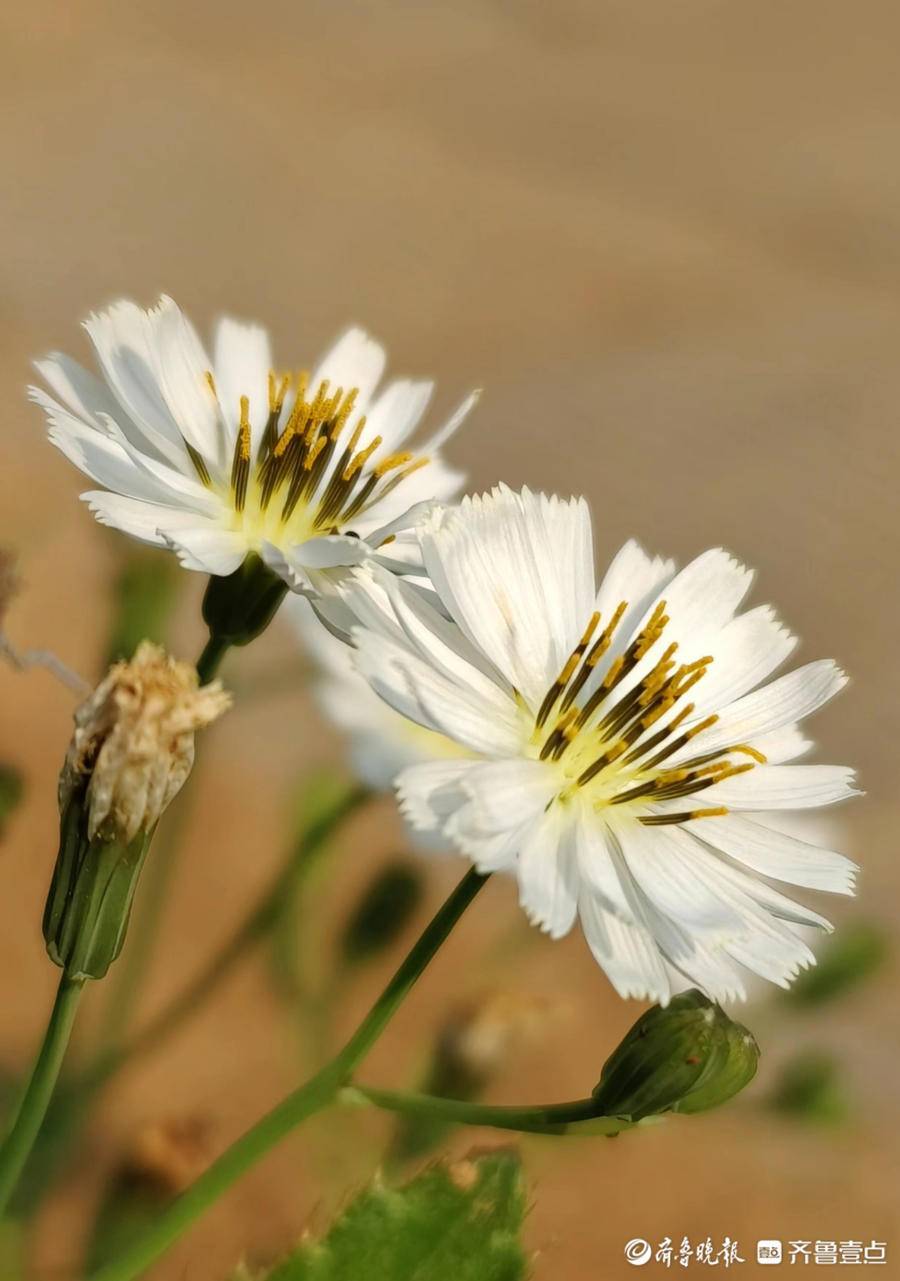 46集苦菜花图片