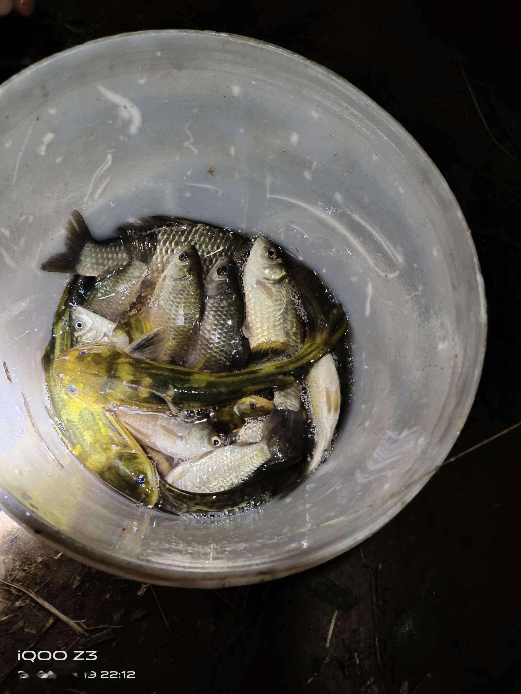 四月鱼获首次夜钓渔获惨淡小奶嘎迷你版上线