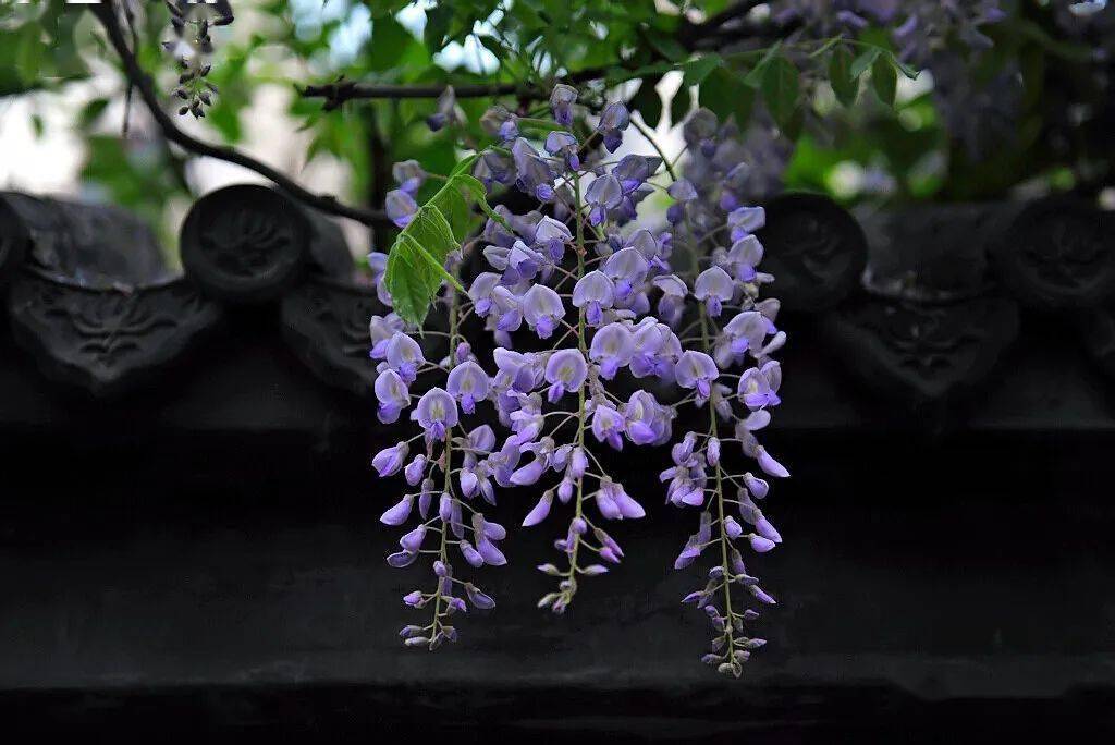 蜿蜒蛟龙垂璎珞紫藤花