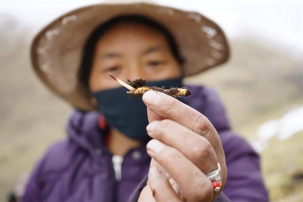 段时间发现这里除了环境空气好当地人都有个雷打不动的习惯——吃虫草