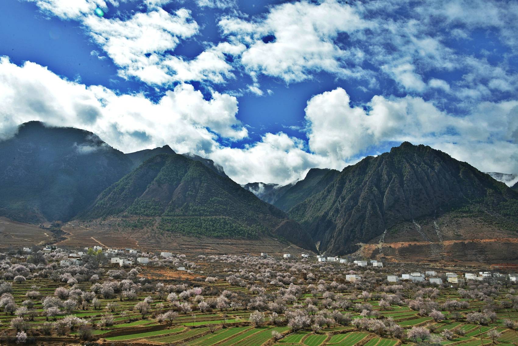 桃花朵朵绽放 到得荣县看"十里桃林"春盛