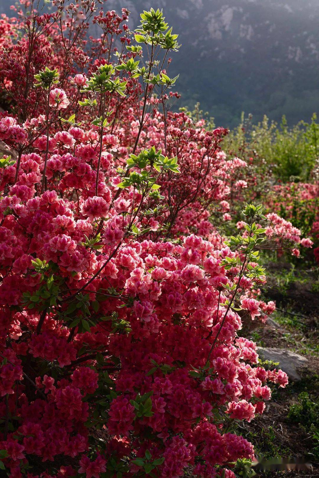 山东五莲山杜鹃花图片