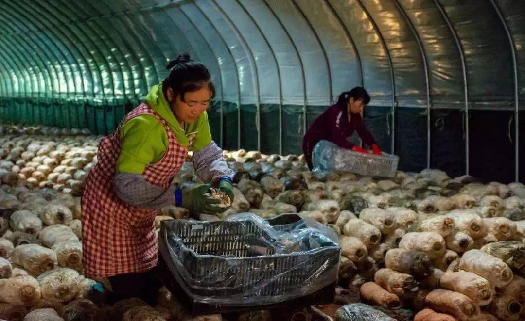 顾晓坤在六街镇新寨村种羊肚菌的土地租期恰好是当地土地的"闲置期".