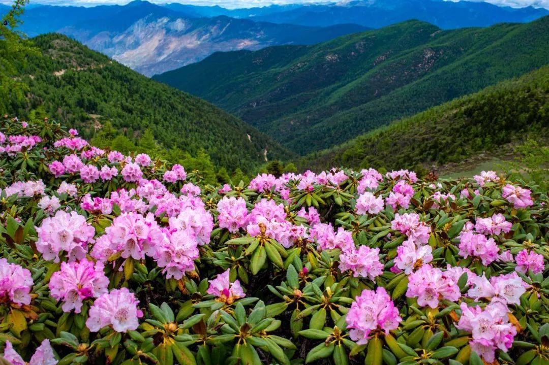 第2團最美花季金佛山杜鵑花重慶攝影採風5月58日報名開始啦