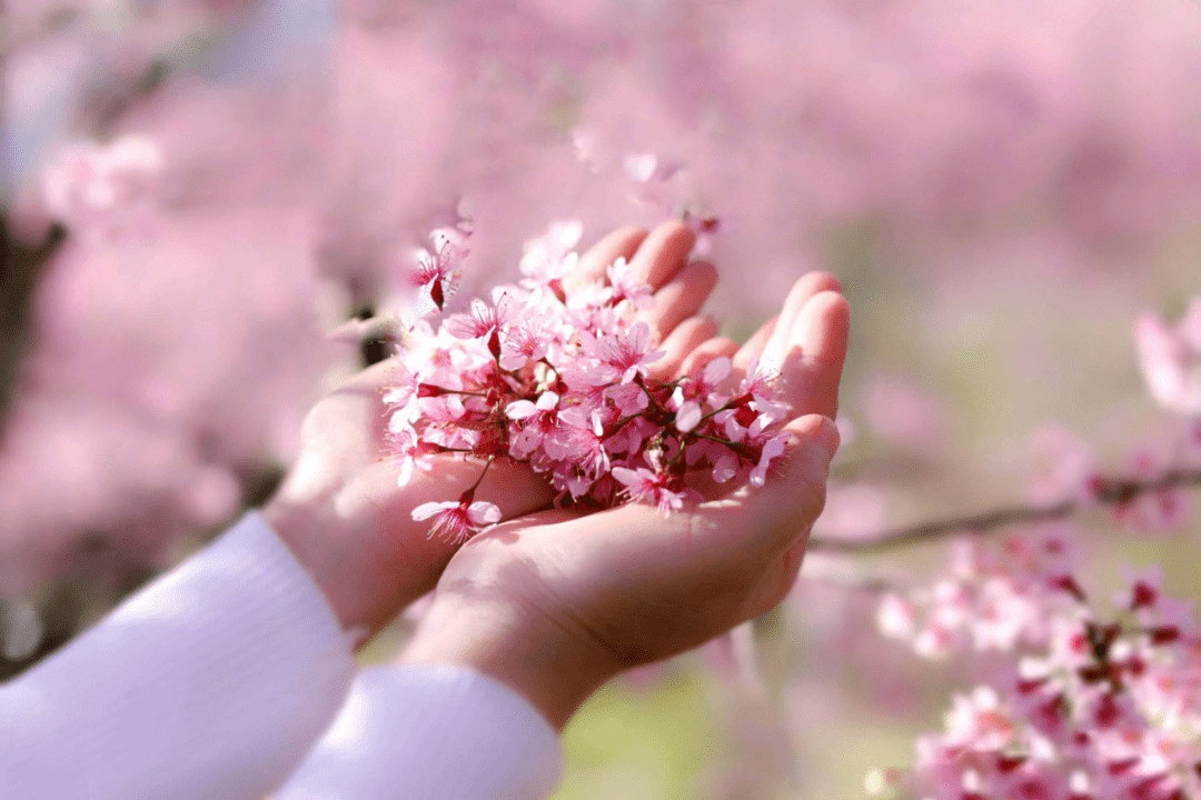 邢春平樱花树下的思念心香文艺
