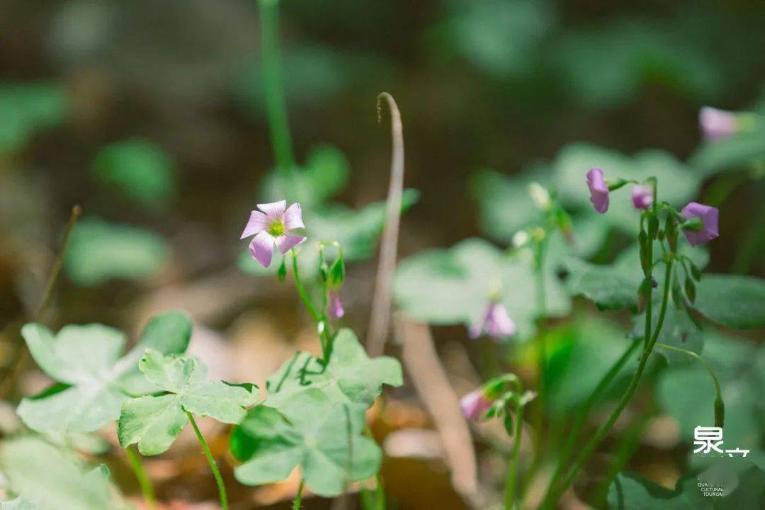 泉州的初夏,来施琅的春园里纳凉_四季_红砖_芳草地