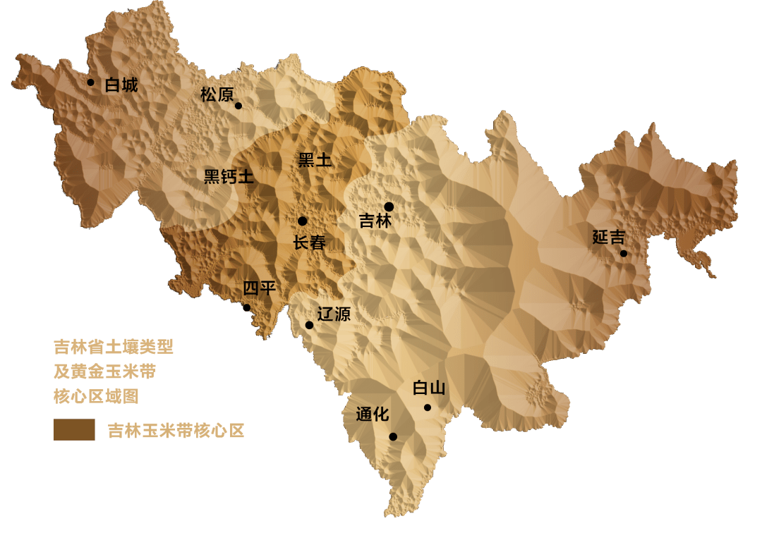 吉林世界黄金玉米带孕育可媲美日本和牛的皓月高品质沃金黑牛
