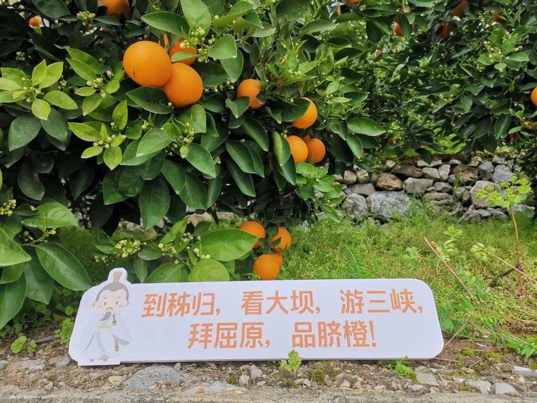 伦晚春橙不愧为脐橙届的皇后果肉饱满鲜甜多汁真是让人垂涎欲滴啊