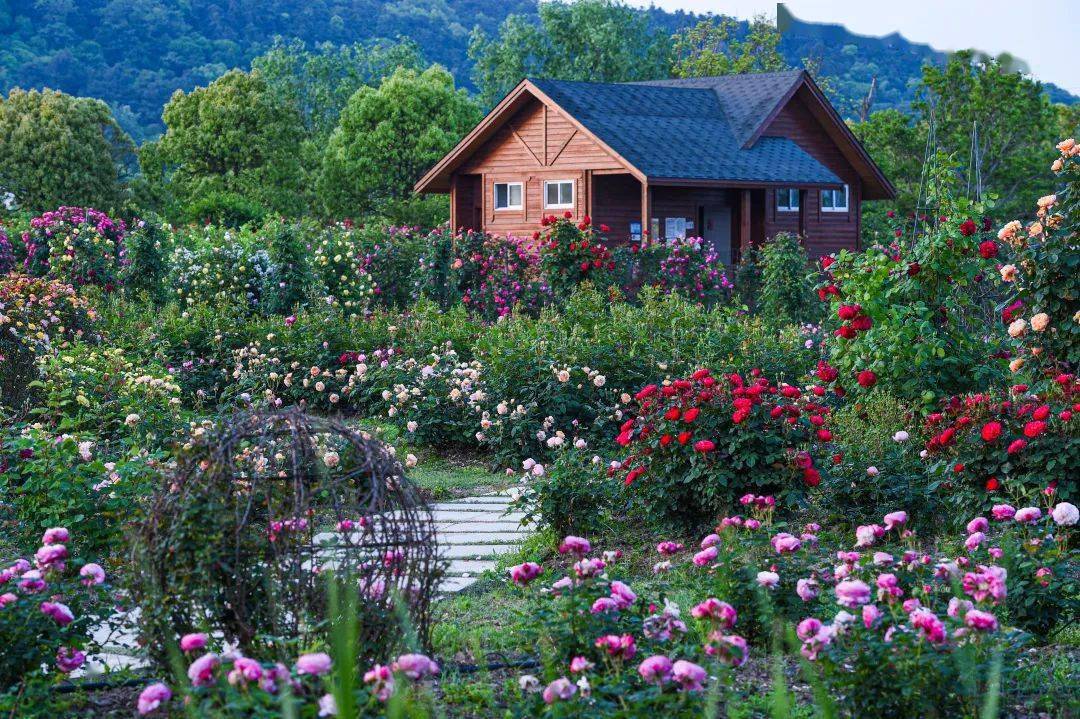 藏在花星球深处的玫瑰花园惊艳绽放