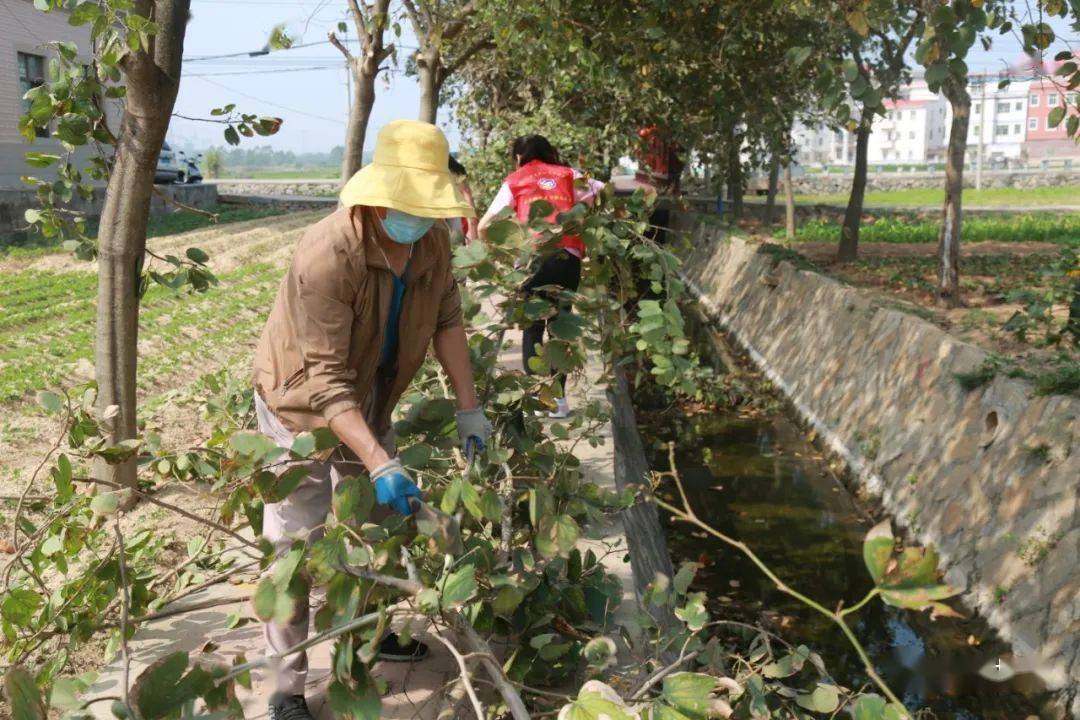 【文明城市 共建共享】忠门沁头村:"绿化修剪"为创城助力添彩