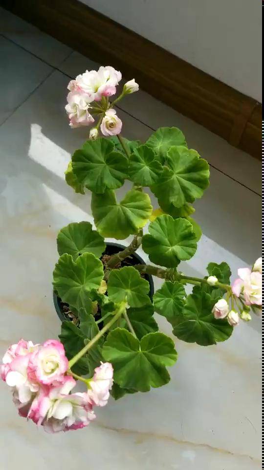 天竺葵苹果碗盛开了好漂亮爱生活爱养花直立天竺葵花期已至美好如初