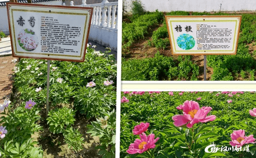 我市建成兩處百草園中草藥種植示範基地