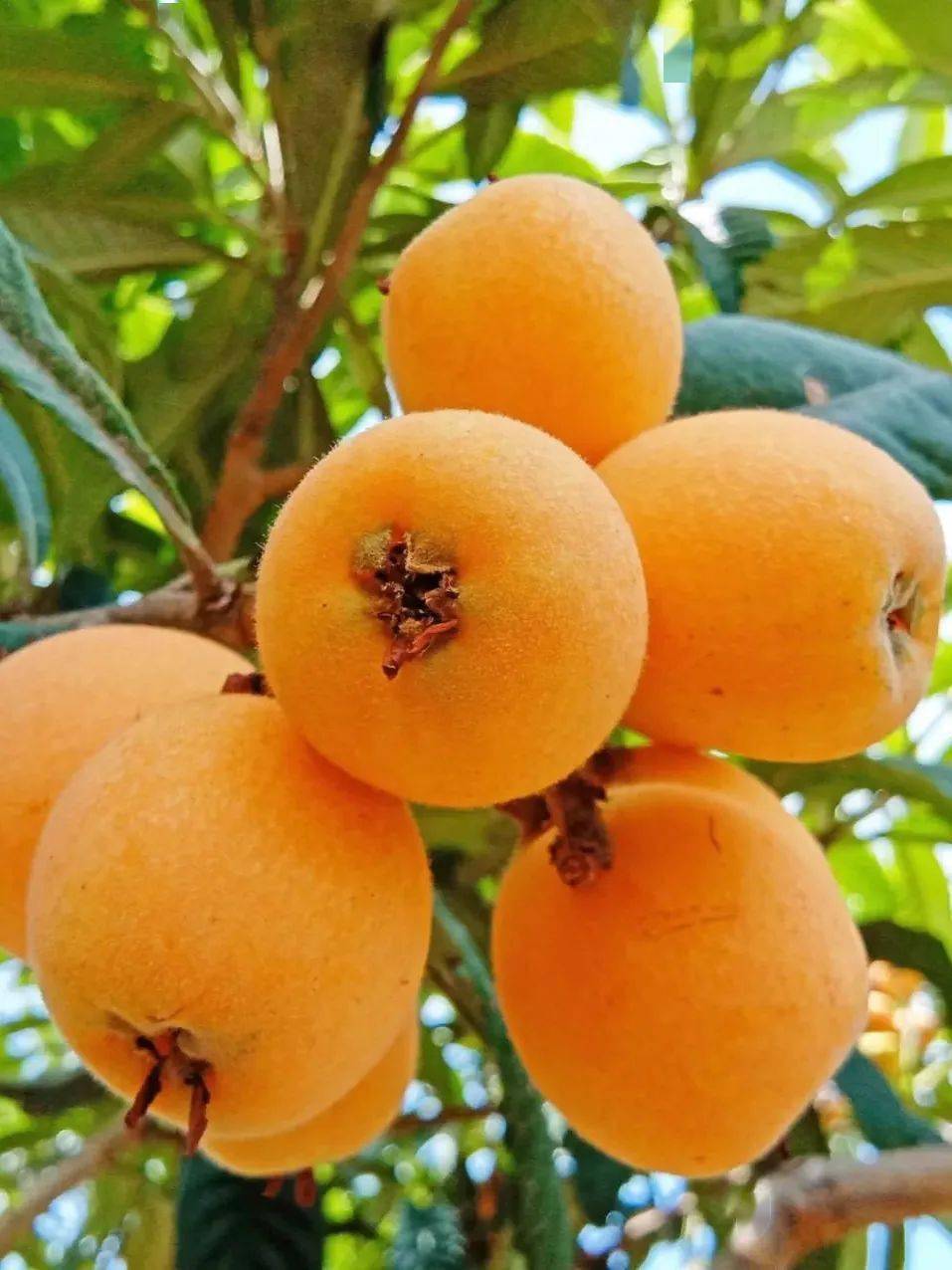 哲理转发这就是莆田95莆田枇杷中国之最