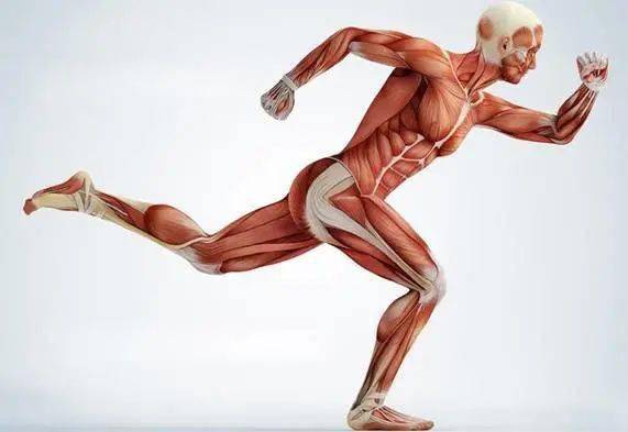 运动时的能量转换_消化系统_肌肉_乳酸