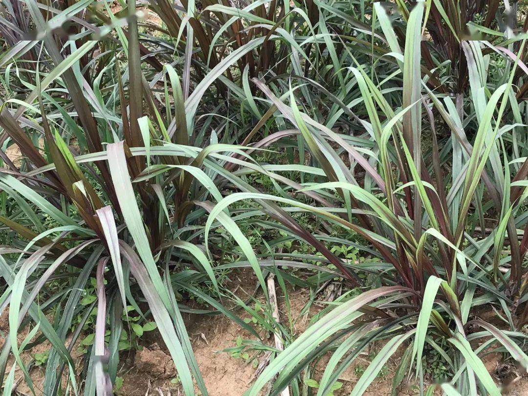 黄颡口一村民种出致富草