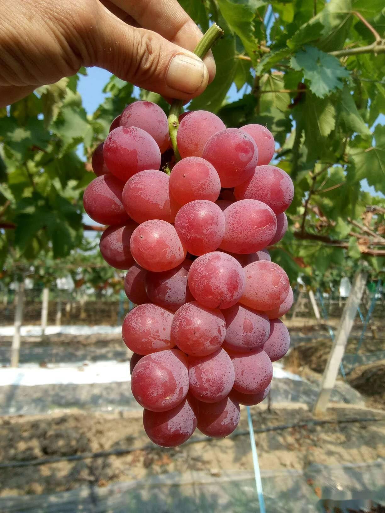 cppu与ga3对妮娜皇后葡萄果实品质的影响