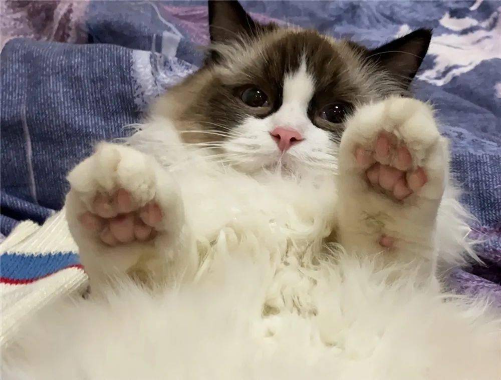 meiko却因一位女主播现场"红温",急忙遮屏_田野_皮肤_猫咪