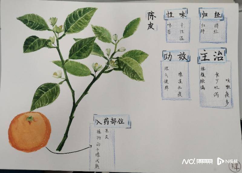 创意形式助力抗疫天省学子手绘中草药图