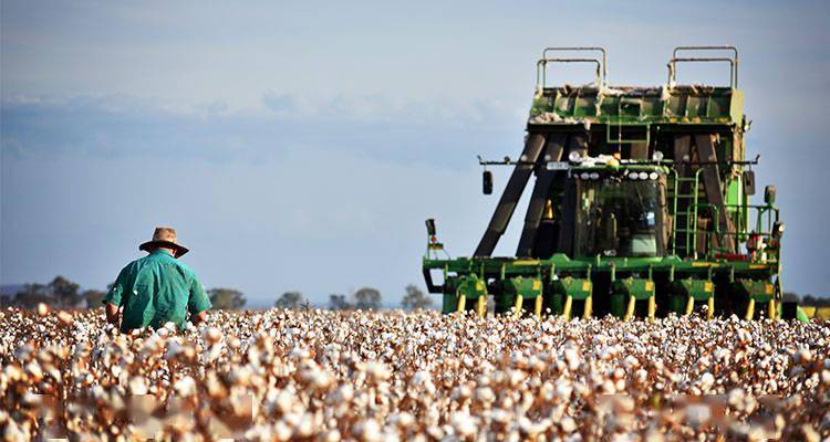 澳大利亚的棉花一亩能产多少斤和中国棉花相比品质好在哪