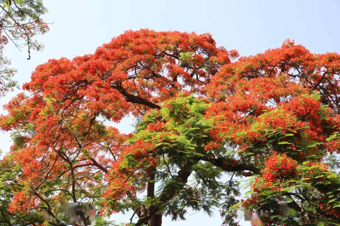 凤凰花开 东区的这些地方"红"了_攀枝花_长寿路_杨浩珑
