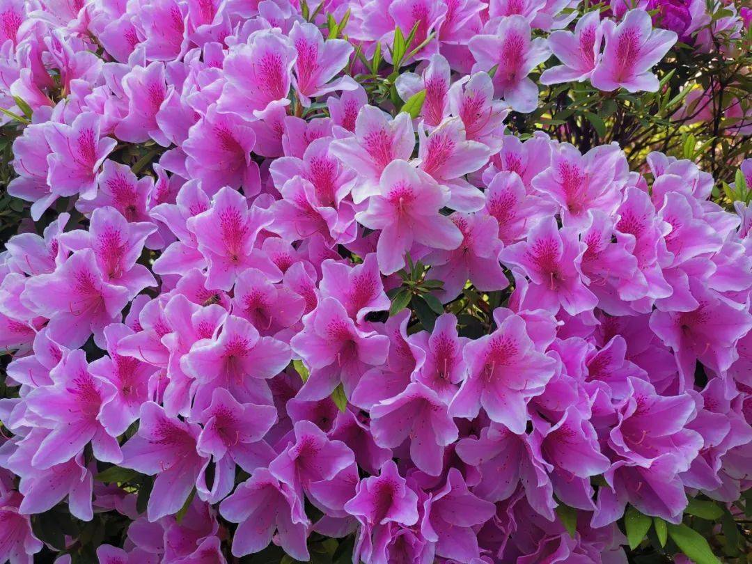 开紫红色花的植物大全图片