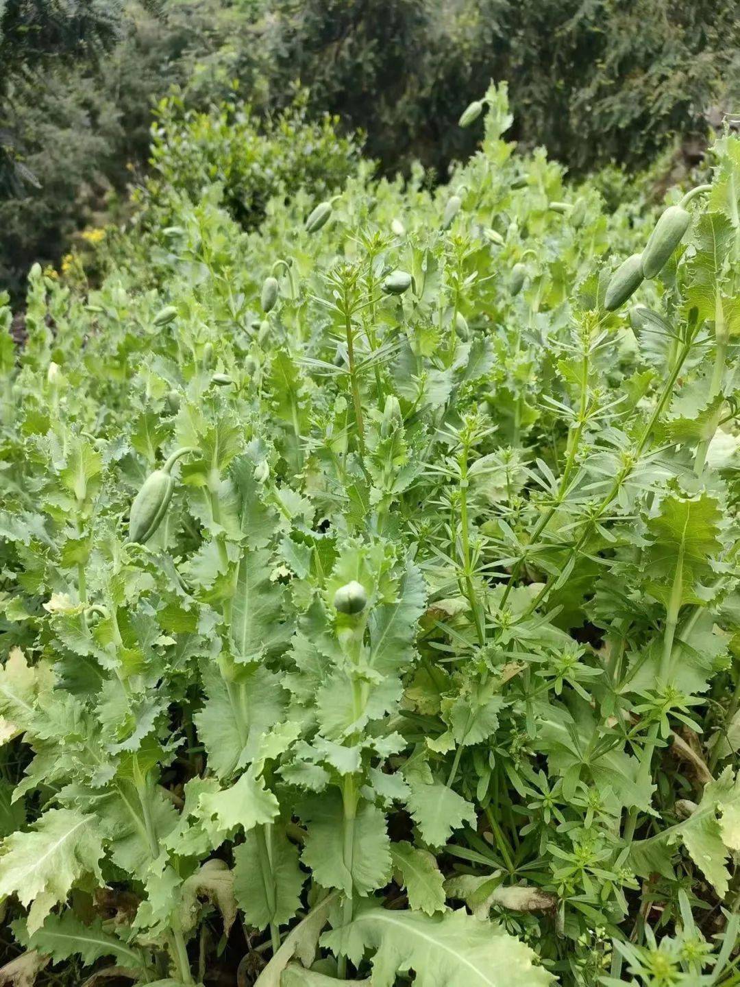 诸暨一男子种千株罂粟当味精