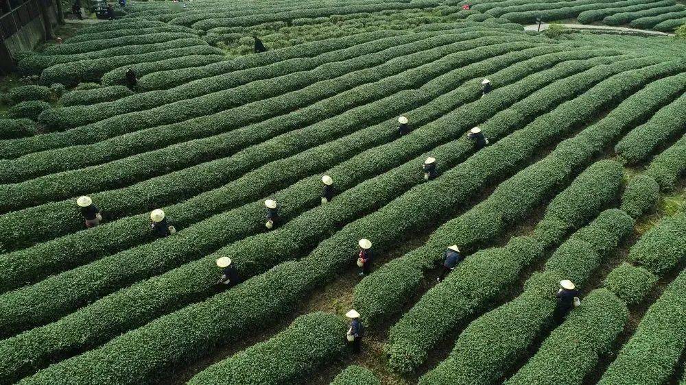 茶之源丨了解天台山云雾茶,从这里开始探究!